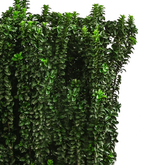 Japanischer Spindelstrauch 'Benkomasaki', Ca. 100-120 Cm 3 Japanischer Spindelstrauch 'Benkomasaki', Ca. 100-120 Cm – Bild 3