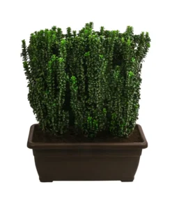 Japanischer Spindelstrauch 'Benkomasaki', Ca. 100-120 Cm