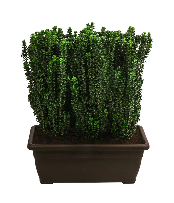 Japanischer Spindelstrauch 'Benkomasaki', Ca. 100-120 Cm 1 Japanischer Spindelstrauch 'Benkomasaki', Ca. 100-120 Cm