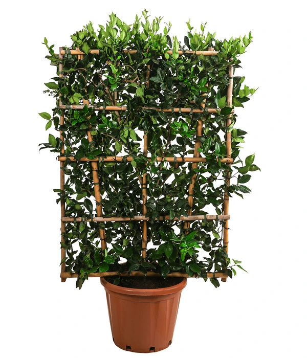 Liguster 'Texanum', Ca. 150-160 Cm 1 Liguster 'Texanum', Ca. 150-160 Cm