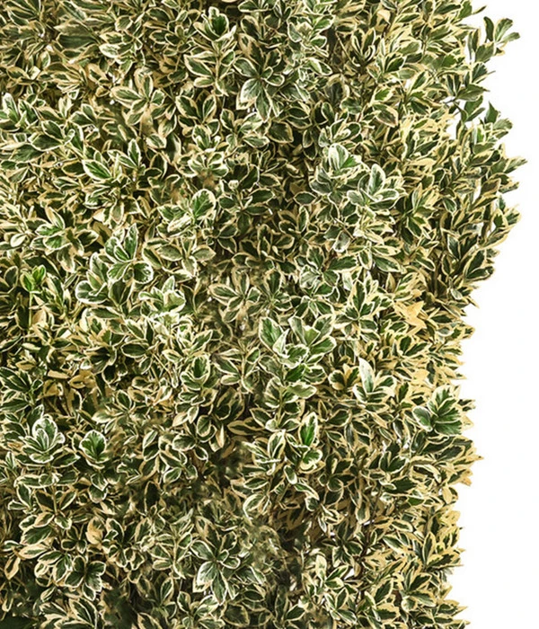 Japanischer Spindelstrauch 'Bravo', Ca. 100-125 Cm 3 Japanischer Spindelstrauch 'Bravo', Ca. 100-125 Cm – Bild 3