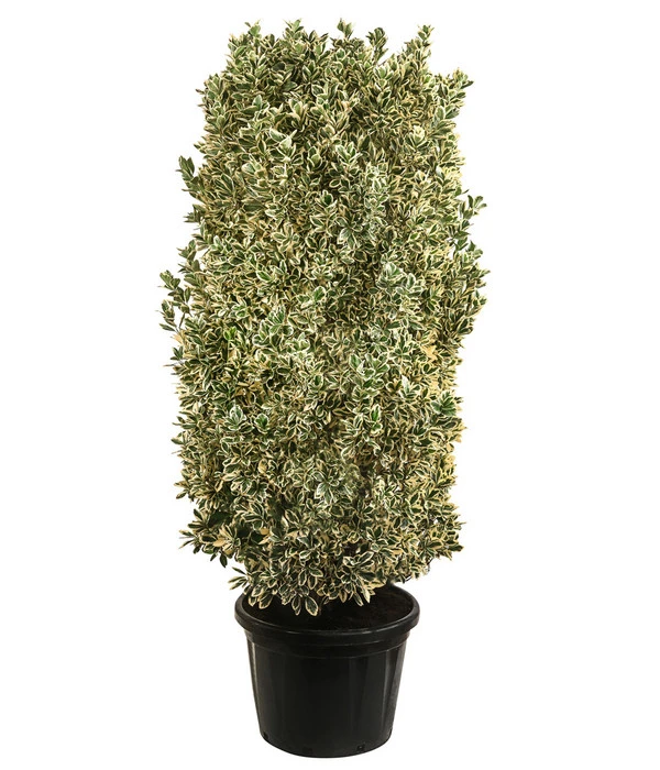 Japanischer Spindelstrauch 'Bravo', Ca. 100-125 Cm 1 Japanischer Spindelstrauch 'Bravo', Ca. 100-125 Cm