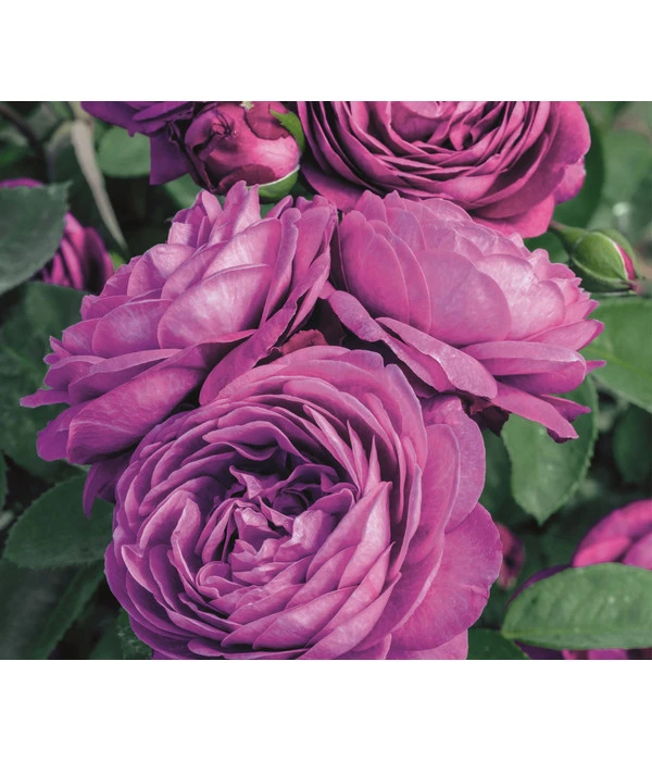 Zwergrose 'Heidi Klum®' 1 Zwergrose 'Heidi Klum®'