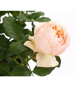 Duftrosen, Verschiedene Sorten -Progarden Pflanzen Verkäufe 7801988 PR DE 001 DuftrosenInSortenHuckfeldt4LiterAlexandrineBeetroseDehnerExpressHerzig