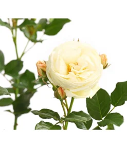 Duftrosen, Verschiedene Sorten -Progarden Pflanzen Verkäufe 7801988 PR DE 001 DuftrosenInSortenHuckfeldt4LiterArtemisBeetroseDehnerExpressHerzig