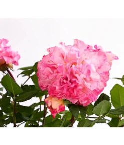 Duftrosen, Verschiedene Sorten -Progarden Pflanzen Verkäufe 7801988 PR DE 001 DuftrosenInSortenHuckfeldt4LiterAugustaLuiseBeetroseDehnerExpressHerzig