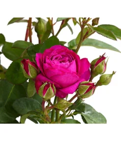 Duftrosen, Verschiedene Sorten -Progarden Pflanzen Verkäufe 7801988 PR DE 001 DuftrosenInSortenHuckfeldt4LiterHeidiKlumBeetroseDehnerExpressHerzig