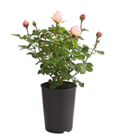 Duftrosen, Verschiedene Sorten -Progarden Pflanzen Verkäufe 7801988 PR FS 001 DuftrosenInSortenHuckfeldt4LiterAlexandrineBeetroseDehnerExpressHerzig