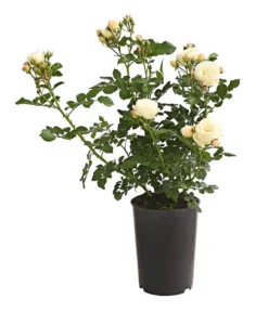 Duftrosen, Verschiedene Sorten -Progarden Pflanzen Verkäufe 7801988 PR FS 001 DuftrosenInSortenHuckfeldt4LiterArtemisBeetroseDehnerExpressHerzig