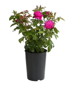 Duftrosen, Verschiedene Sorten -Progarden Pflanzen Verkäufe 7801988 PR FS 001 DuftrosenInSortenHuckfeldt4LiterHeidiKlumBeetroseDehnerExpressHerzig