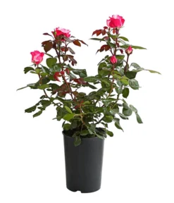 Duftrosen, Verschiedene Sorten -Progarden Pflanzen Verkäufe 7801988 PR FS 001 DuftrosenInSortenHuckfeldt4LiterNostalgieBeetroseDehnerExpressHerzig