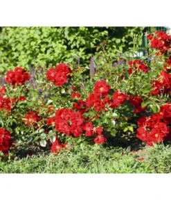 Rose 'Matador®', Stämmchen -Progarden Pflanzen Verkäufe 7803067 WE DE 003 BodendeckerRoseMatadorTantauRotRet