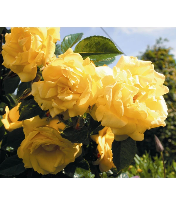 Kletterrose 'Dukat®' 1 Kletterrose 'Dukat®'