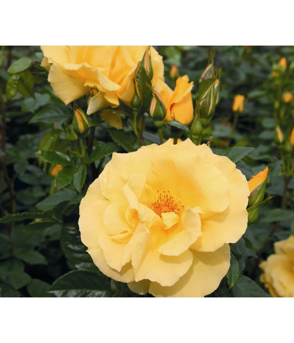 Kletterrose 'Dukat®' 2 Kletterrose 'Dukat®' – Bild 2