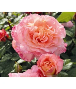 Duftrosen, Verschiedene Sorten -Progarden Pflanzen Verkäufe 7803372 WE DE 003 NostalgieEdelroseAugustaLuiseTantauPfirsichfarben