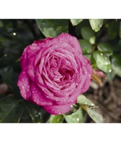 Zwergrose 'Heidi Klum®' 5 Zwergrose 'Heidi Klum®' -Progarden Pflanzen Verkäufe 7803471 WE DE 002 NostalgieZwergroseHeidiKlumTantauBordeauxViolett