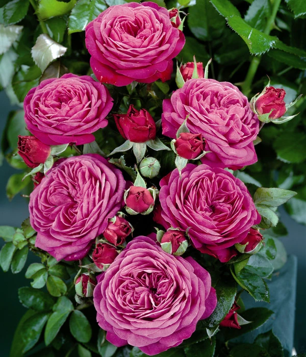 Zwergrose 'Heidi Klum®' 2 Zwergrose 'Heidi Klum®' – Bild 2