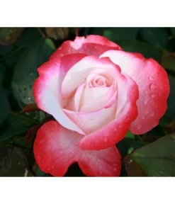 Duftrosen, Verschiedene Sorten -Progarden Pflanzen Verkäufe 7803513 WE DE 003 NostalgieEdelroseTantauCremeweissKirsch