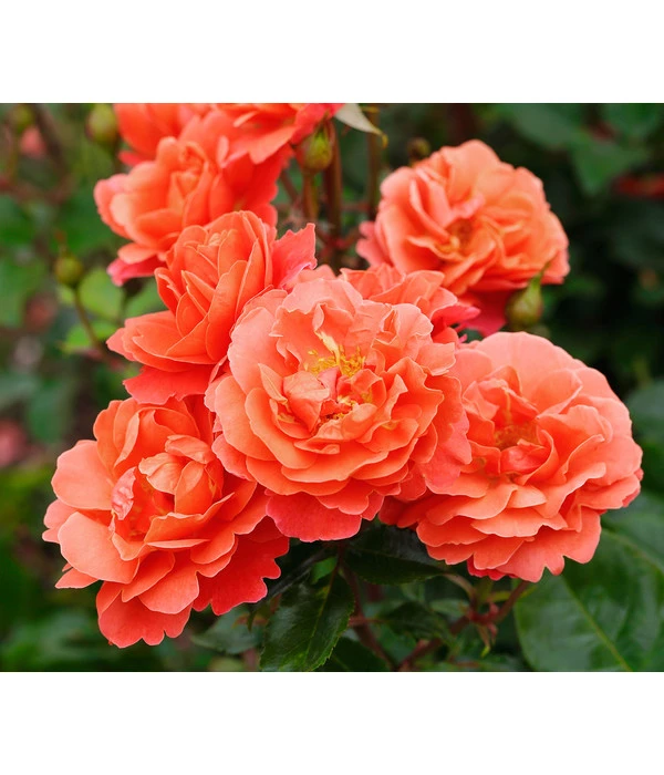 Beetrose 'Theodor Fontane Rose®' 1 Beetrose 'Theodor Fontane Rose®'