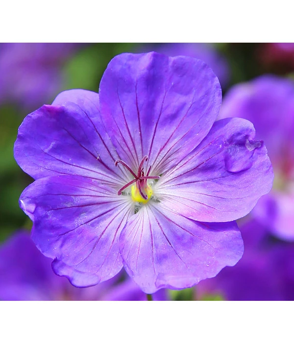 Storchschnabel 'Rozanne®' 1 Storchschnabel 'Rozanne®'