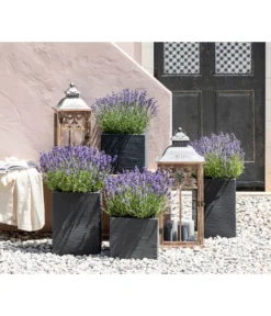 Dehners Bienen-Lavendel, 4er-Set -Progarden Pflanzen Verkäufe 7805773 WE MO 001 Lavendel