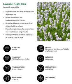 Lavendel-Set Lavendel-Vielfalt, 4-teilig -Progarden Pflanzen Verkäufe 7805781 WE IG 001 LavendelLightPinkAngustifoliaLightPinkLuckner