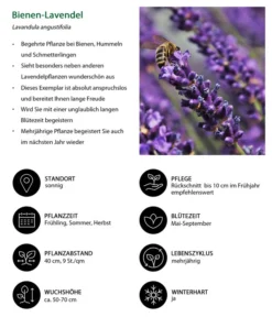 Lavendel-Set Lavendel-Vielfalt, 4-teilig -Progarden Pflanzen Verkäufe 7805799 WE IG 001 BienenLavendel