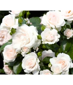 Bodendeckerrose 'Aspirin®'