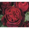 Nostalgie®-Edelrose 'Admiral®'
