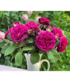 Nostalgie-Edelrose 'Deep Secret' -Progarden Pflanzen Verkäufe 7826902 WE MO 001 RosaRoseDeepSecret6LRosenTantau