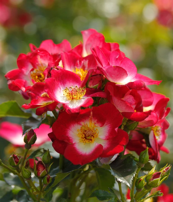 Beetrose 'Loki®' 2 Beetrose 'Loki®' – Bild 2