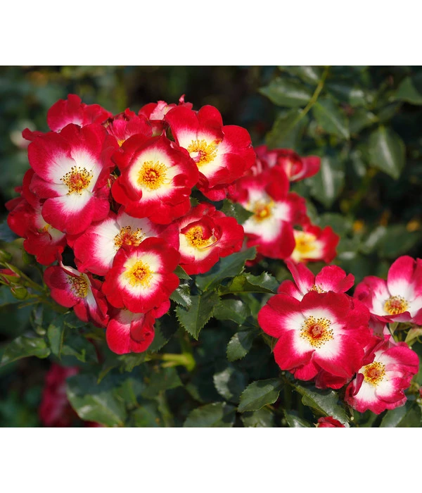 Beetrose 'Loki®' 1 Beetrose 'Loki®'