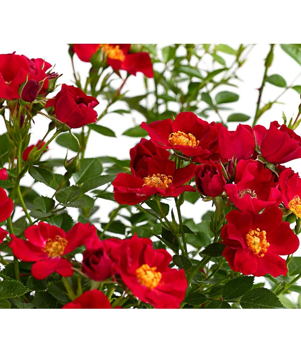 Beetrose 'Flower Rain®' 3 Beetrose 'Flower Rain®' – Bild 3