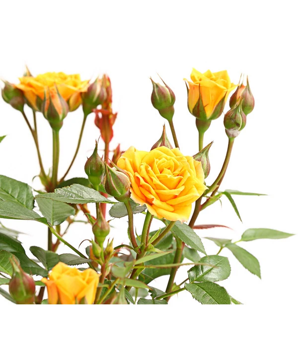 Beetrose 'Flower Rain®' 4 Beetrose 'Flower Rain®' – Bild 4