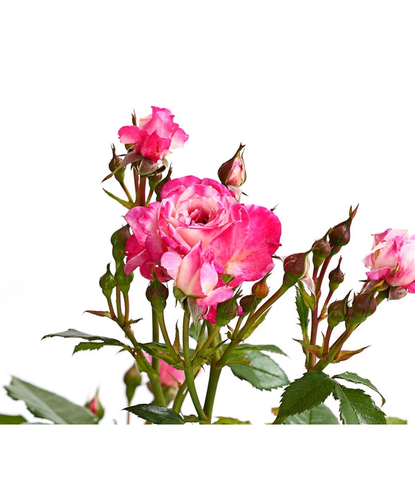 Beetrose 'Flower Rain®' 2 Beetrose 'Flower Rain®' – Bild 2