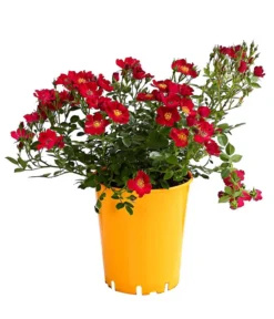 Beetrose 'Flower Rain®' 15 Beetrose 'Flower Rain®' -Progarden Pflanzen Verkäufe 7927106 PR FS 001 BeetrosenTantauFlowerrain4LiterBienenweideRotDehnerExpressHerzig