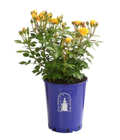 Beetrose 'Flower Rain®' 16 Beetrose 'Flower Rain®' -Progarden Pflanzen Verkäufe 7927106 PR FS 001 BeetrosenTantauFlowerrain4LiterClementineDehnerExpressHerzig