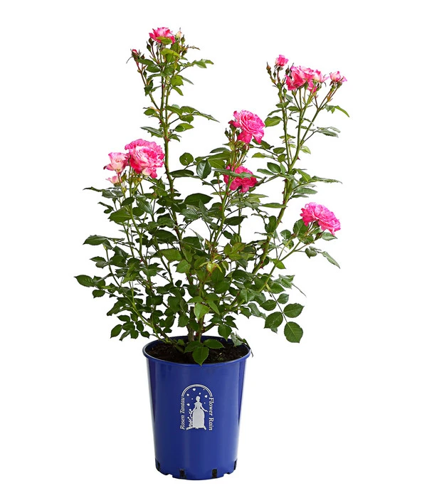 Beetrose 'Flower Rain®' 6 Beetrose 'Flower Rain®' – Bild 6