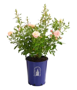 Beetrose 'Flower Rain®' 13 Beetrose 'Flower Rain®' -Progarden Pflanzen Verkäufe 7927106 PR FS 001 BeetrosenTantauFlowerrain4LiterPeachClementineDehnerExpressHerzig