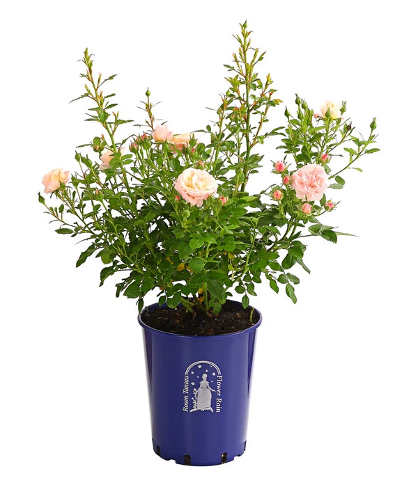 Beetrose 'Flower Rain®' 5 Beetrose 'Flower Rain®' – Bild 5