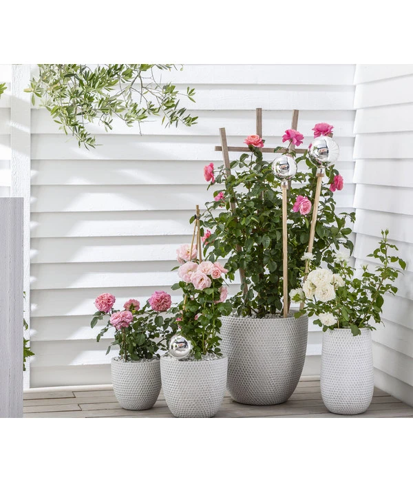 Beetrose 'Flower Rain®' 9 Beetrose 'Flower Rain®' – Bild 9