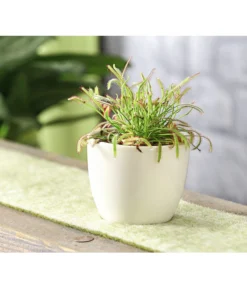 Kap-Sonnentau - Drosera Capensis -Progarden Pflanzen Verkäufe 7975972 WE MO 001 SonnentauDroseraAlicaeT9DehnerExpressHerzig