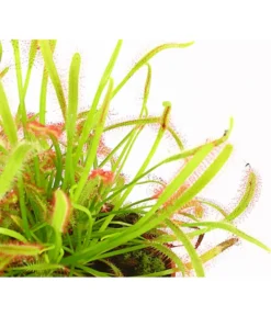 Kap-Sonnentau - Drosera Capensis