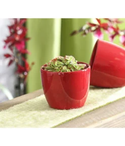 Sonnentau - Drosera Aliciae -Progarden Pflanzen Verkäufe 7975980 WE MO 001 SonnentauDroseraCapensisT9DehnerExpressHerzig