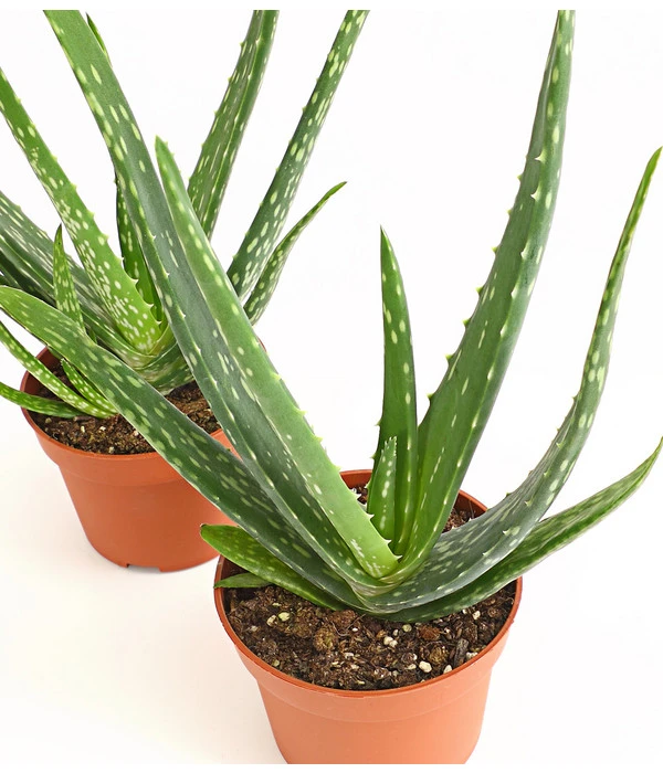 Echte Aloe-Set - Aloe Vera 2 Echte Aloe-Set - Aloe Vera – Bild 2