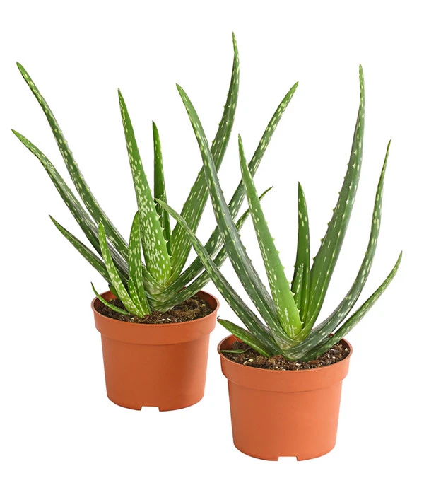 Echte Aloe-Set - Aloe Vera 1 Echte Aloe-Set - Aloe Vera