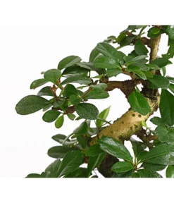 Bonsai Fukientee - Carmona Microphylla, 8 Jahre -Progarden Pflanzen Verkäufe 7977010 WE DE 001 BonsaiFukienteeCarmonaMicrophylla8JahreDehnerExpressHerzig2