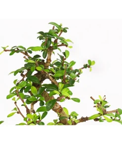 Bonsai Fukientee - Carmona Microphylla, 6 Jahre -Progarden Pflanzen Verkäufe 7977028 WE DE 001 BonsaiFukienteeCarmonaMicrophylla6JahreDehnerExpressHerzig