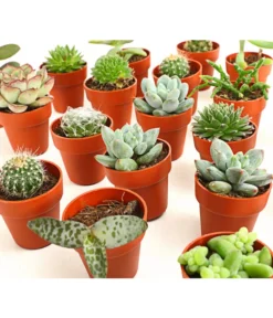 Mini Kakteen- & Sukkulenten-Set, Verschiedene Sorten, 20-teilig -Progarden Pflanzen Verkäufe 7977358 we DE 001 MiniKakteenUndSukkulenten20erMixDehnerExpressHerzig