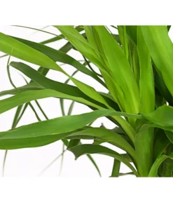 Elefantenfuß - Beaucarnea Recurvarta 7 Elefantenfuß - Beaucarnea Recurvarta -Progarden Pflanzen Verkäufe 7977754 PR DE 001 BeaucarneaElefantenfussT20StreckeDehnerExpressHerzig